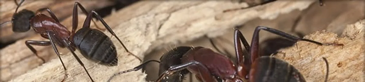 Close-up of ants on wood showing an active ant infestation in San Jose, CA