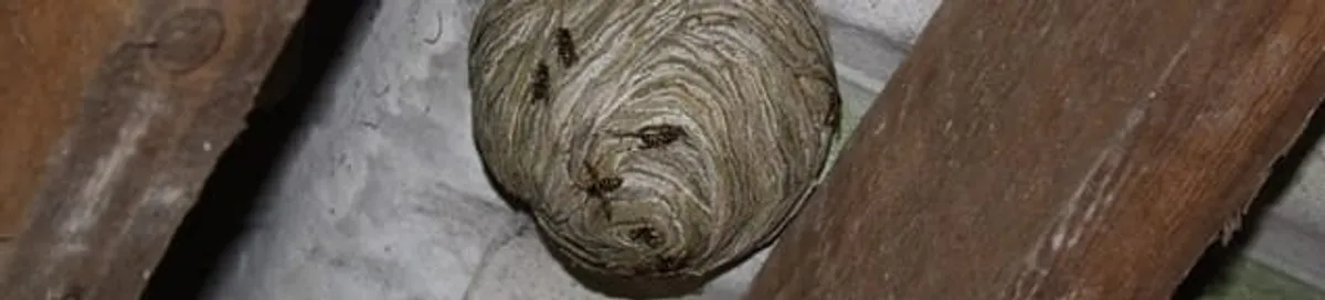 Wasp nest in an attic space, a common home infestation risk in San Jose, CA