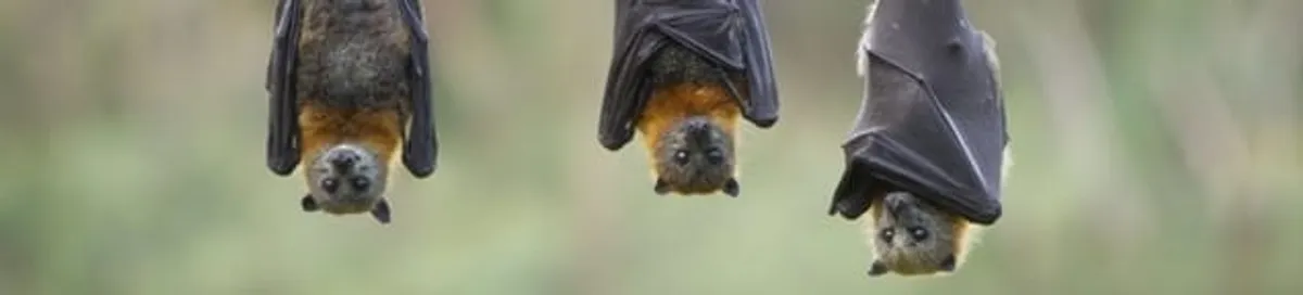 Bats roosting together, a common sign of a bat infestation in San Jose, CA