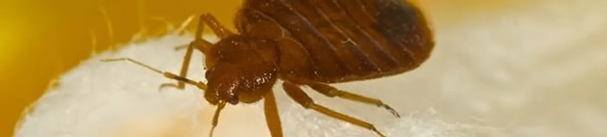Close-up of a bed bug, a sign of an active infestation in San Jose, CA