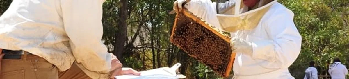 Bee removal specialists relocating a hive and honeycomb safely in San Jose, CA