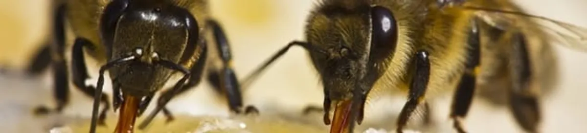 Close-up of honey bees, a sign of a nearby hive in San Jose, CA