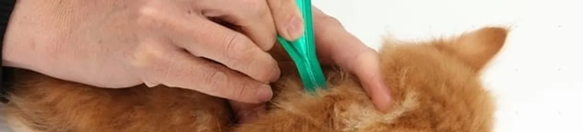 Flea treatment for pets using a flea comb, a sign of flea problems in San Jose, CA