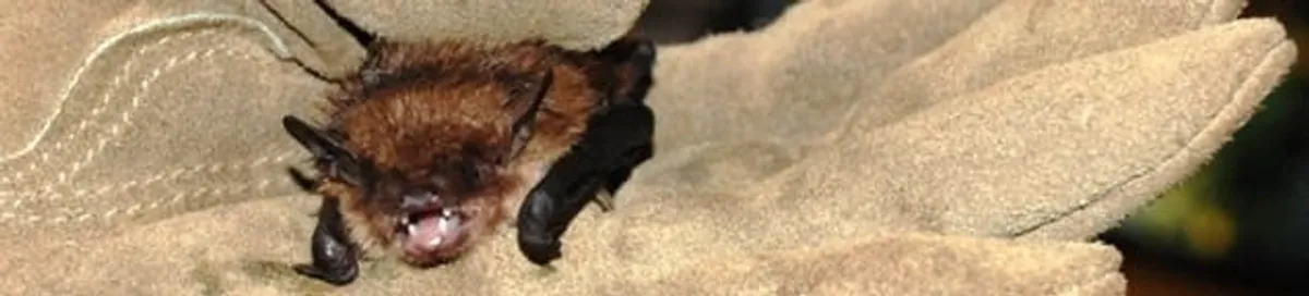Bat removal specialist holding a bat safely during humane exclusion in San Jose, CA