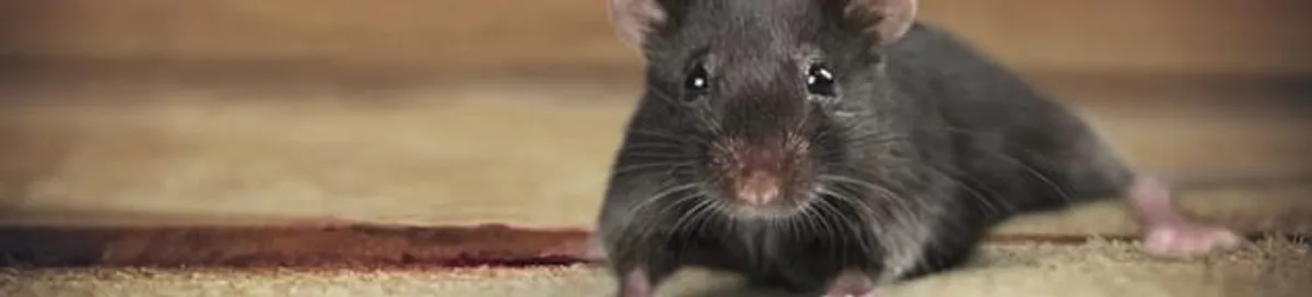 Mouse indoors, a common sign of a rodent infestation in San Jose, CA
