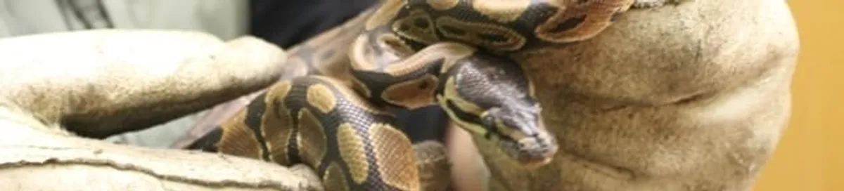 Snake removal specialist safely handling a snake with protective gloves in San Jose, CA