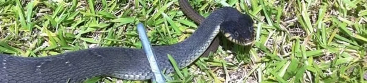 Snake in a yard, a common sign of a snake problem near a home in San Jose, CA
