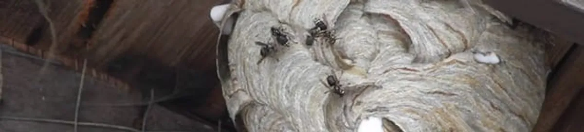 Close-up of a wasp nest with active wasps, a sign of an infestation in San Jose, CA
